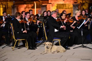 Dog-walks-out-on-stage-and-settles-in-during-performance-Vienna-Chamber-Orchestra-in-Ephesus1